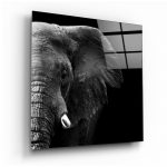 Sklenený obraz Insigne Elephant, 100 x 100 cm