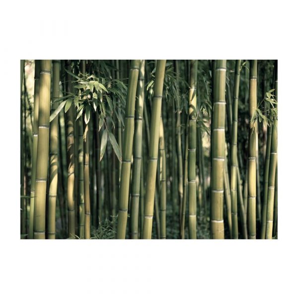 Veľkoformátová tapeta Artgeist Bamboo Exotic, 400 x 280 cm